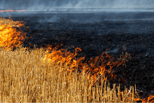 seguros agrícolas 